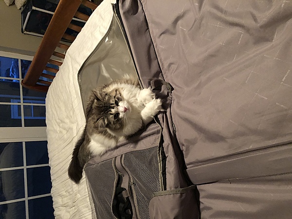 The TMS Cat Thread!-jfbf4kqirisub-ynfzbcga.jpg