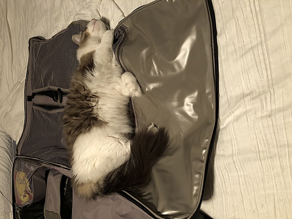 The TMS Cat Thread!-0kau4jkqtpevf-hwzdy6yg.jpg