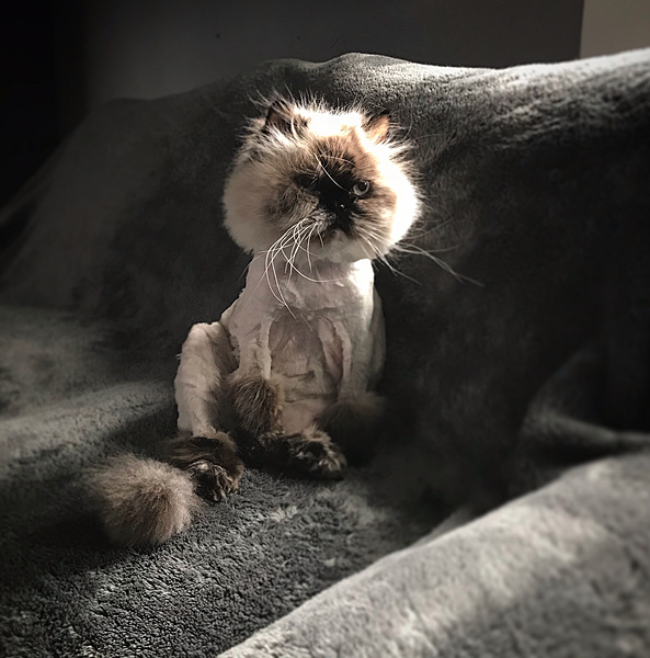 The TMS Cat Thread!-699a5cf7-e4a7-4777-9f10-2f8ebb0aef58.jpeg