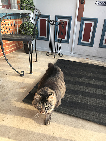 The TMS Cat Thread!-photo523.jpg