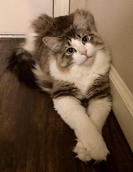 The TMS Cat Thread!-fullsizeoutput_4582.jpeg