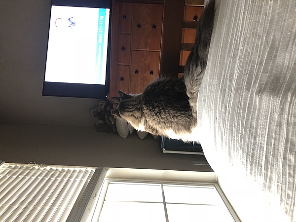 The TMS Cat Thread!-boi7-f9wsvm5ef2lyqehkw.jpg