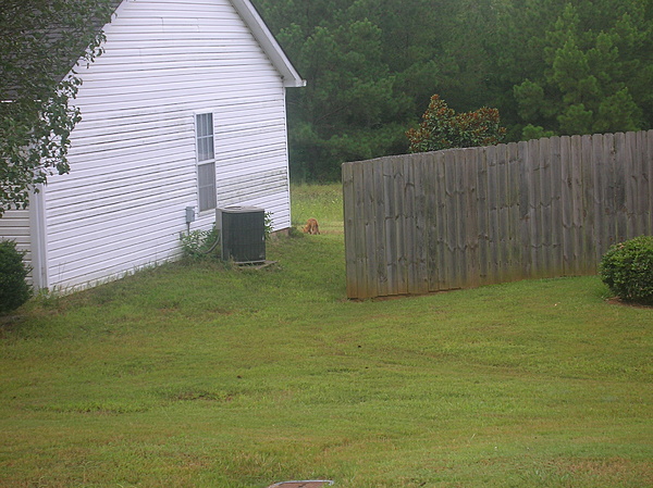 Random Stuff By Hoss 429*-foxes-002.jpg
