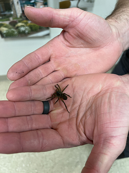 God and The Spider!-photo433.jpg