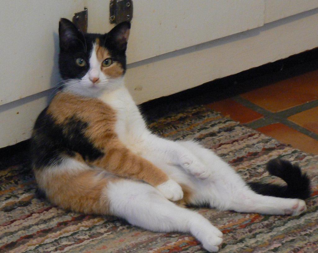 Name:  eCtpm8s.jpg
Views: 29
Size:  99.0 KB