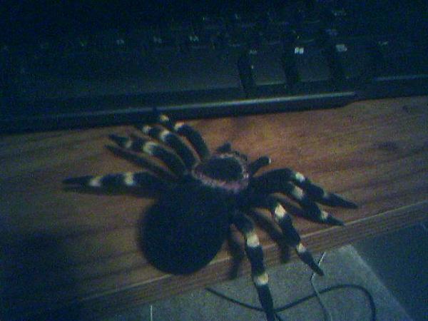 Happy Halloween Y'all!-11-03-06_1856.jpg