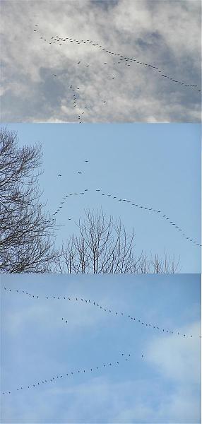 Not a good day to park outside...-goose07.jpg