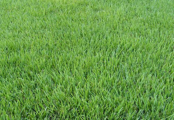The Grass is Always Greener-macro.jpg