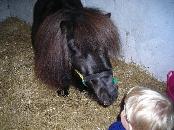 Anyone else got horses?-bramble1.jpg