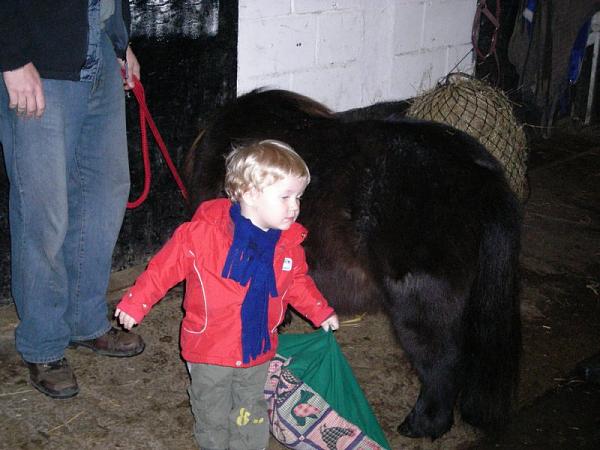 Anyone else got horses?-bramble2.jpg