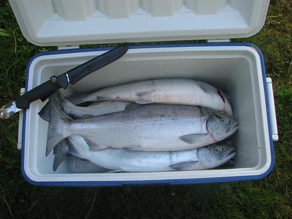 I'm craving......-fresh-sockeye.jpg