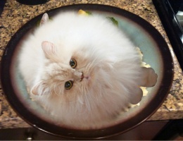 Name:  image-2092760598.jpg
Views: 85
Size:  22.7 KB