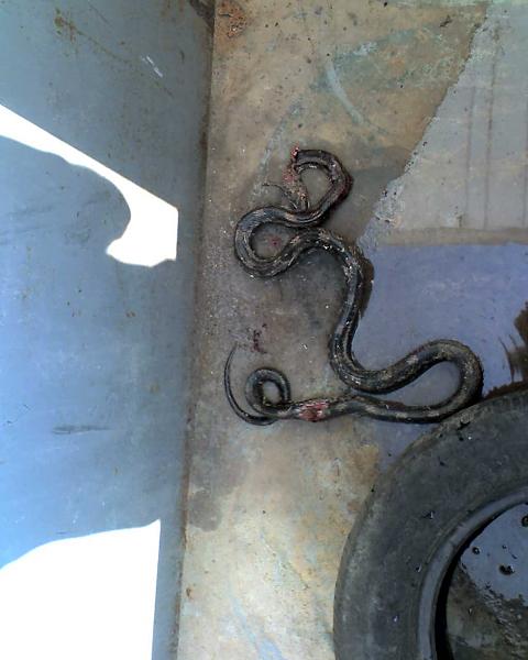 I must be stupid-snake1.jpg