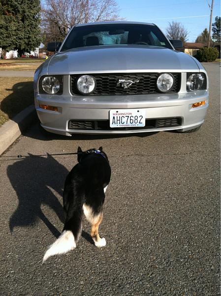 What did you do with your Mustang today?*-image-2471699891.jpg
