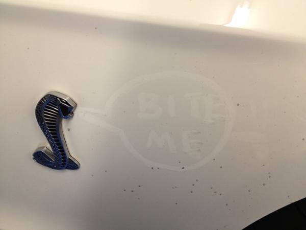 What did you do with your Mustang today?*-image-3858204670.jpg