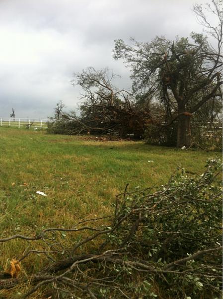 What did you do with your Mustang today?*-image-3383214008.jpg