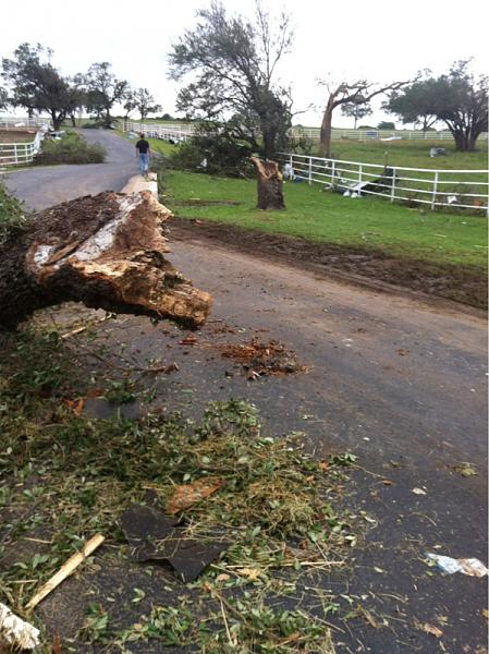 What did you do with your Mustang today?*-image-2117267232.jpg