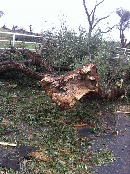 What did you do with your Mustang today?*-image-274522511.jpg