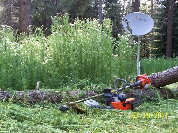 What did you do with your Mustang today?*-husky-weeds1.jpg