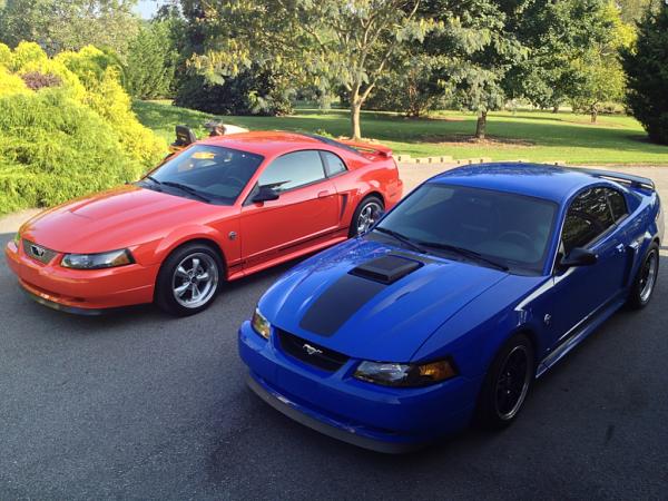 What did you do with your Mustang today?*-image-3224376360.jpg