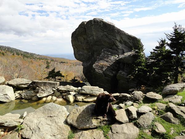 Mustangs on the Blue Ridge Parkway 102013-grandfather-mountain-032.jpg