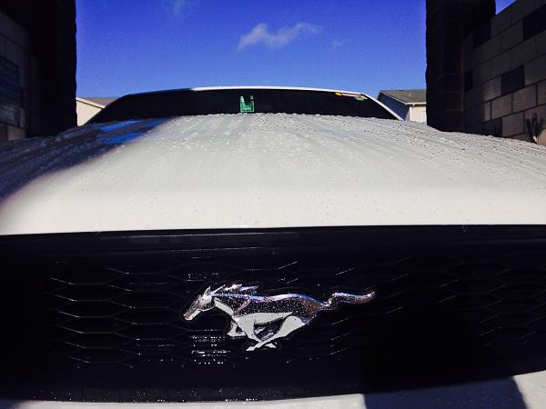 What did you do with your Mustang today?*-image-3349801647.jpg