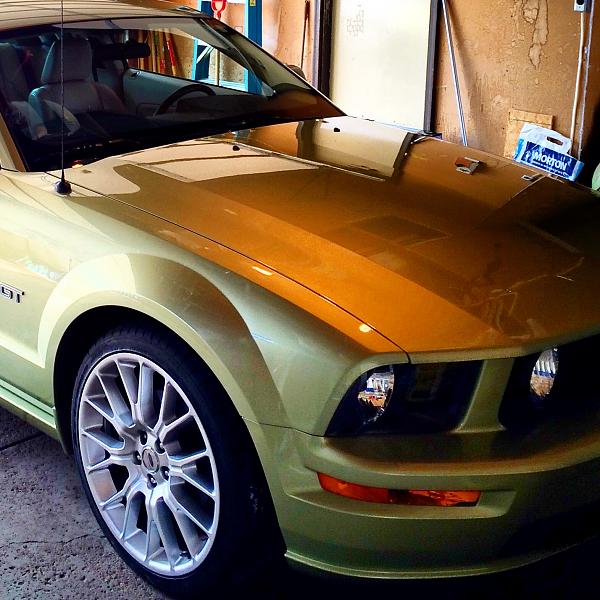 What did you do with your Mustang today?*-image.jpg