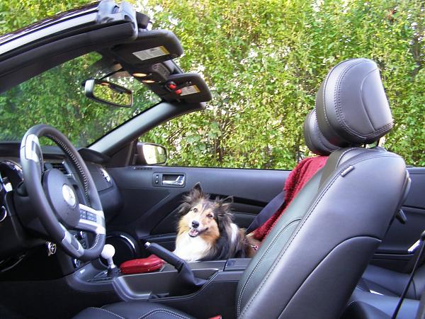 Didn't you Know? Dogs Love Mustangs, Too-001.jpg