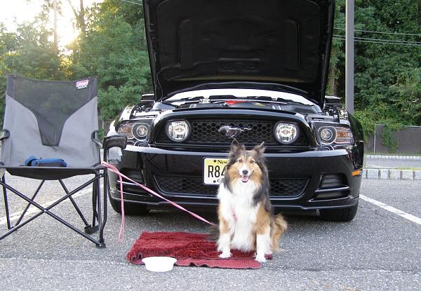 Didn't you Know? Dogs Love Mustangs, Too-008.jpg