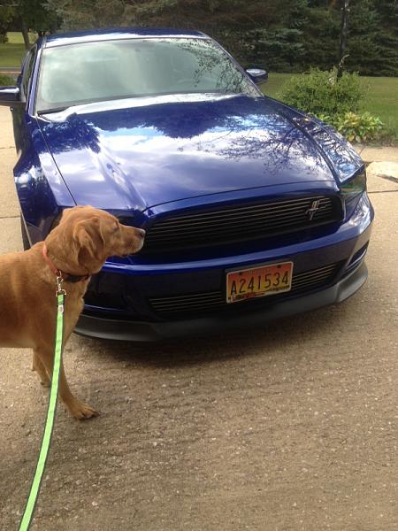 What did you do with your Mustang today?*-image-2305355256.jpg