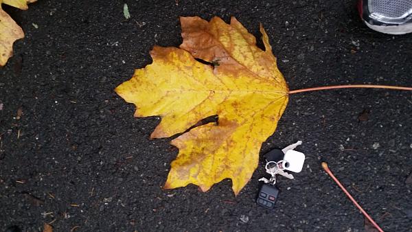 Autumn Leaves In Winter-20141105_083550.jpg