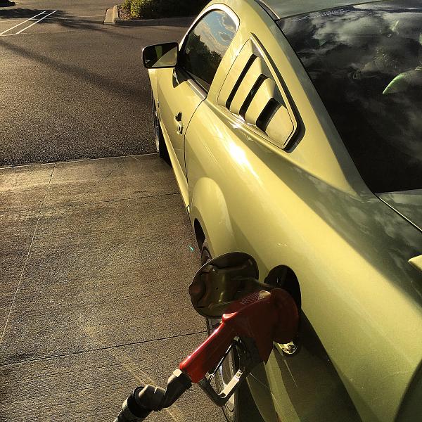 What did you do with your Mustang today?*-image.jpeg