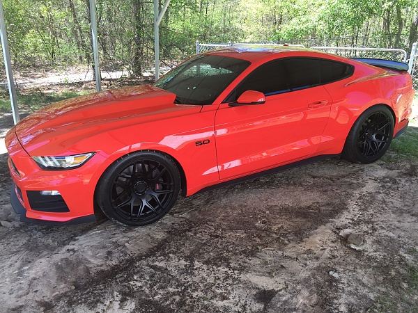 What did you do with your Mustang today?*-image.jpeg