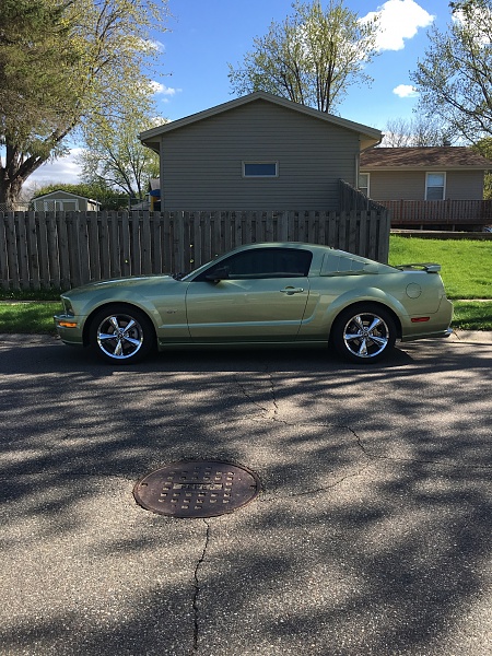 What did you do with your Mustang today?*-image.jpeg