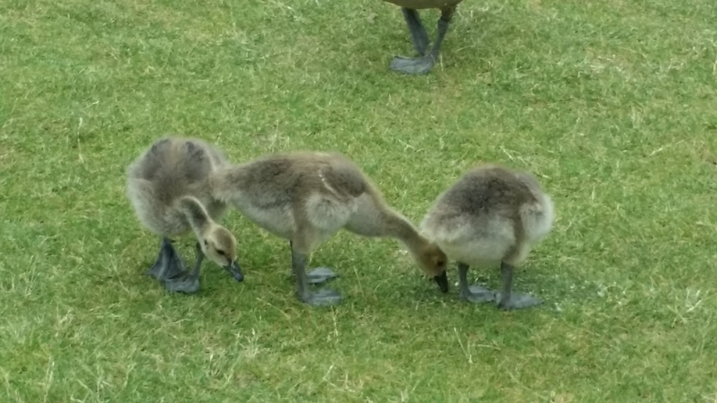 Name:  20150628_173724_zpsfwqurcie.jpg
Views: 107
Size:  241.5 KB