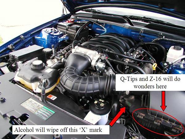 Ponies on The Run!-daryl_1.jpg