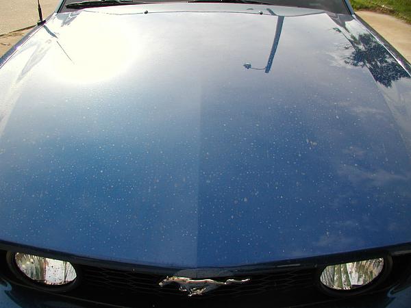 Ponies on The Run!-kc-trip-05-21-06-002a.jpg