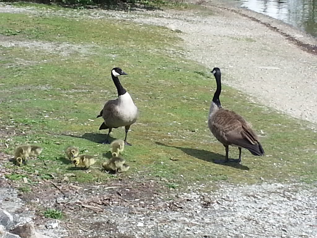 Name:  20140425_145003_zps3a0fcdb4.jpg
Views: 84
Size:  182.2 KB