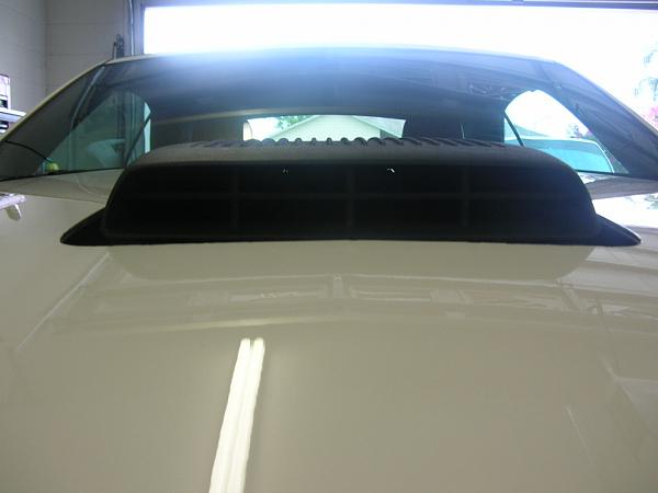 Ponies on The Run!-dscn3506.jpg