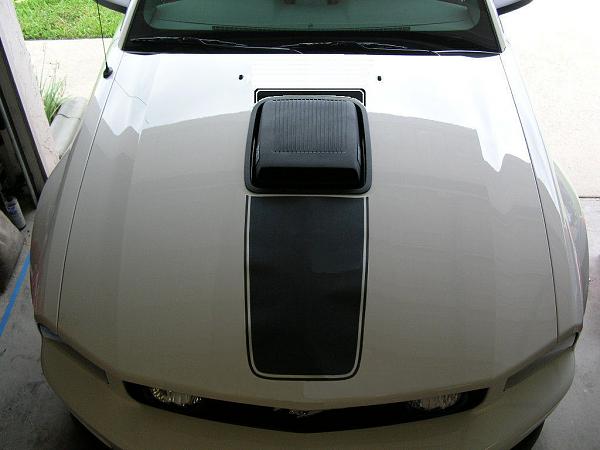 Ponies on The Run!-mach1-stripe-short.jpg