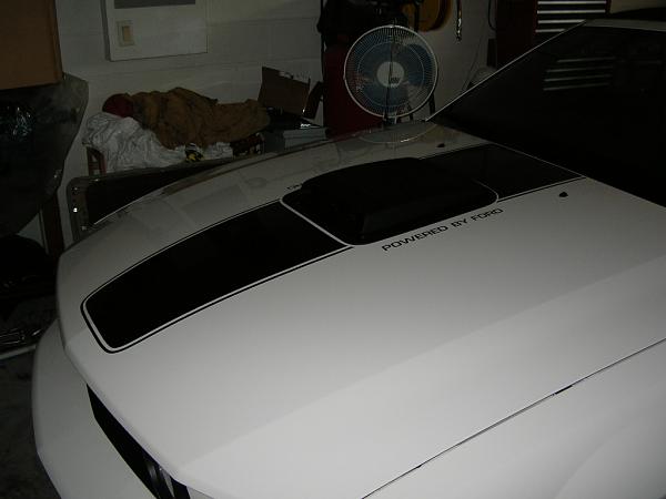 Ponies on The Run!-dscn3664.jpg