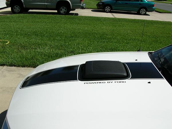 Ponies on The Run!-dscn3667.jpg