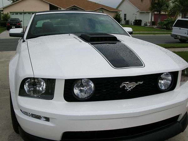 Ponies on The Run!-dscn3951.jpg