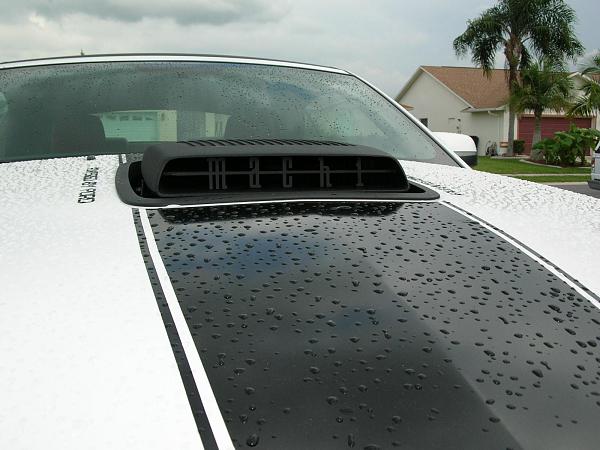 Ponies on The Run!-dscn3953.jpg