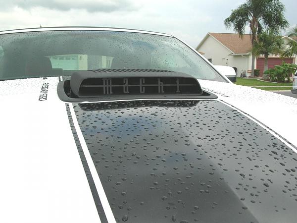 Ponies on The Run!-dscn3953b.jpg