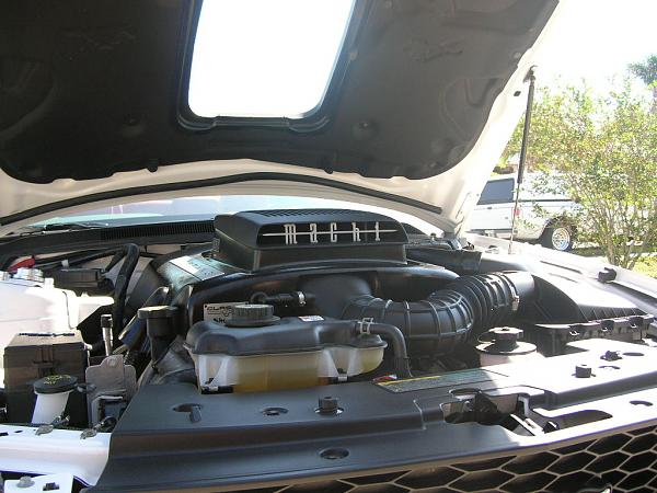 Ponies on The Run!-dscn4174.jpg