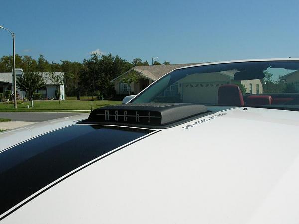 Ponies on The Run!-dscn4178.jpg