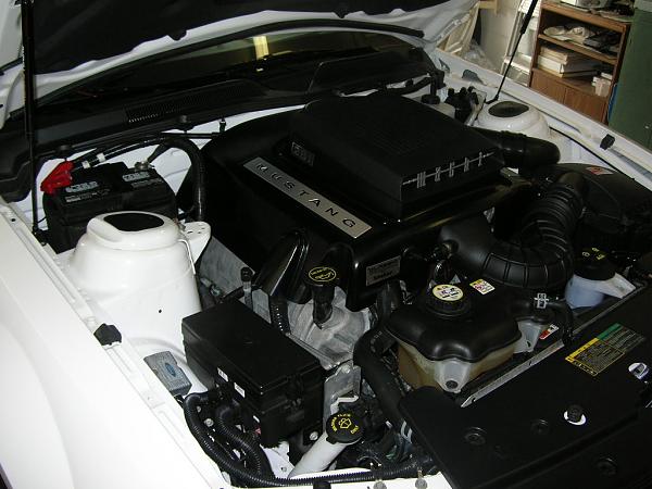 Ponies on The Run!-dscn4372.jpg