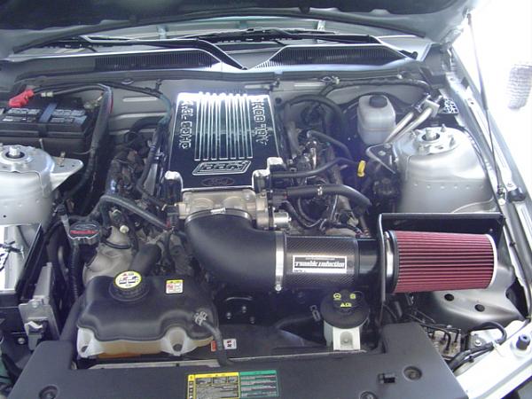 Ponies on The Run!-mustang-001.jpg