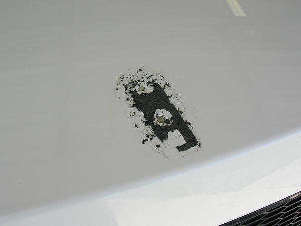 Ponies on The Run!-dscn5262.jpg